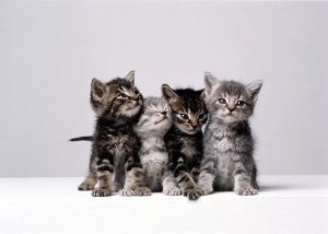 What to Budget for Cat Spay or Neuter Surgery in 2024