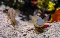 Reef Tank Substrate Care: Meet the Sand-Sifting Goby Species