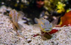Reef Tank Substrate Care: Meet the Sand-Sifting Goby Species