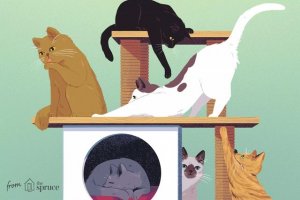 How to Tell If a Cat Is Male or Female: Physical Signs and Behavior Clues