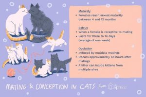 Understanding Feline Heat Cycles and Mating: A Guide for Cat Owners