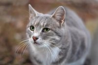 When Female Cats Spray: Triggers and How to Respond