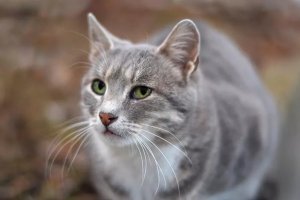 When Female Cats Spray: Triggers and How to Respond