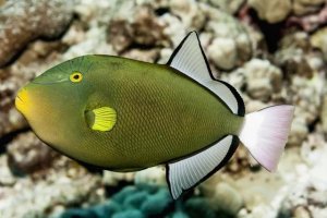 Pinktail Triggerfish: A Gentle Entry into Saltwater Aquariums