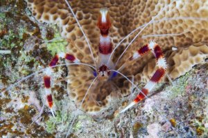 Coral Banded Shrimp: A Hardy and Colorful Marine Aquarium Choice