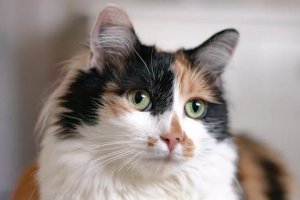 The Genetics Behind Calico Cats: Why Males Are Rare
