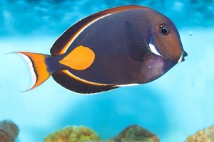 Achilles Tang: A Demanding Surgeonfish for Skilled Aquarists