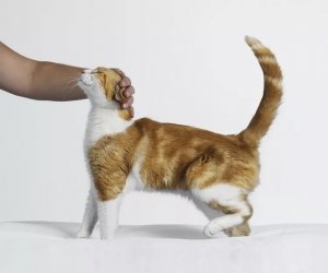 Spayed Cat in Heat? Understanding the Causes and Next Steps